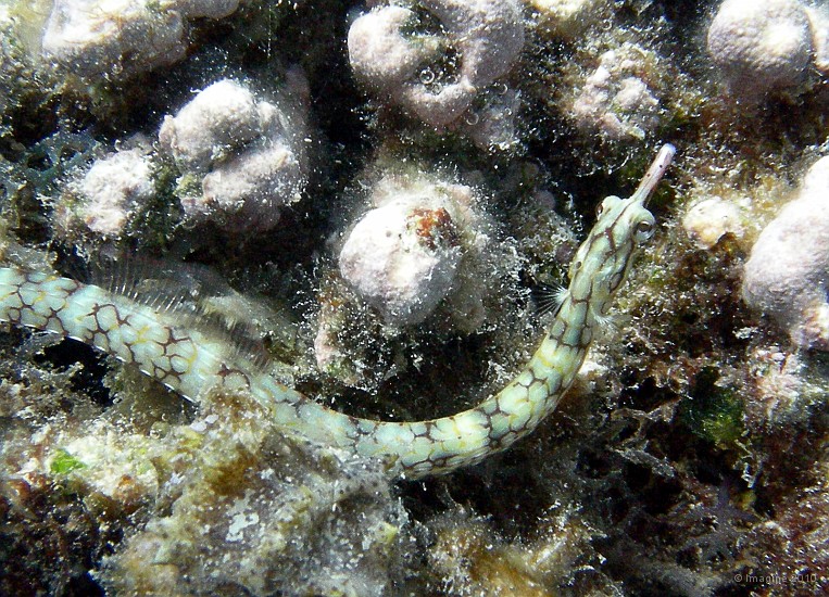 95- Un syngnathe ou poisson-pipe - Ilot Signal.JPG